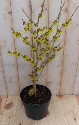 Toverhazelaar mix 60 cm Geel Hamamelis Warentuin Natuurlijk - Warentuin natuurlijk
