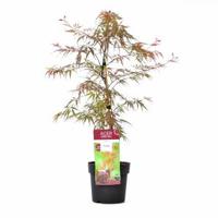 Japanse esdoorn (Acer palmatum "Garnet Tower") heester - thumbnail