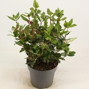 Sneeuwbal (Viburnum tinus “Gwenllian”) heester - 30-40 cm (C4.5) - 9 stuks