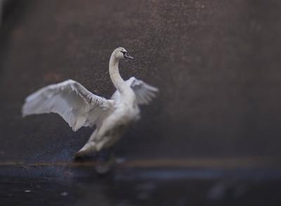 Lensbaby Composer Pro II with Edge 80 Nikon F (FX) Lensbaby Composer Pro II with Edge 80 Nikon F (FX)