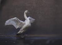 Lensbaby Composer Pro II with Edge 80 Nikon F (FX) - thumbnail