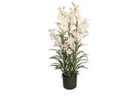 Cymbidium kunstplant 125 cm, wit Buitengewoon de Boet - Buitengewoon de boet - thumbnail