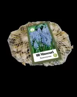 Muscari armeniacum bloembollen 100 bollen Druifhyacint JUB - Jub - thumbnail