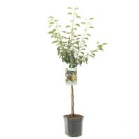 Perenboom Pyrus Communis Gieser Wildeman - Stoofpeer - thumbnail
