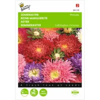 Callistephus, Zomeraster Prinses gemengd - thumbnail