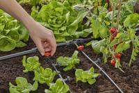 Gardena Micro Drip Systeem T-stuk 1/2” - 3/16" - thumbnail