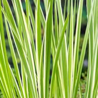 Moerings Acorus calamus Variegata - Bonte kalmoes - thumbnail