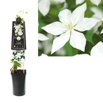Witte bosrank (Clematis "SoMany® White Flowers" PBR) klimplant