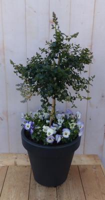 Amerikaanse sering in antracieten plastic pot met violen 100 cm Ceanothus Warentuin Natuurlijk - Warentuin natuurlijk