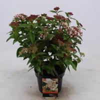 Sneeuwbal (Viburnum tinus) heester - 25-30 cm (C2) - 6 stuks - thumbnail