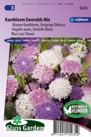 Trachymene Caeruleus zaden Kantbloem mix - thumbnail