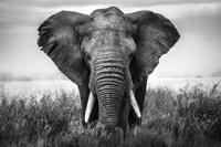 Poster - Olifant komt op je af, zwart/wit, Premium print, verpakt in kartonnen rolkoker - thumbnail