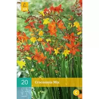 Crocosmia mix 20st bloembol zomer JUB - Jub - thumbnail