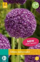 Allium ambassador 1 bol - thumbnail