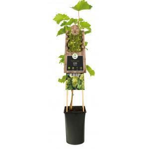 Klimplant Vitis Bianca - Witte Druiven