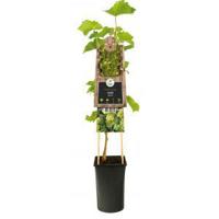 Klimplant Vitis Bianca - Witte Druiven - thumbnail