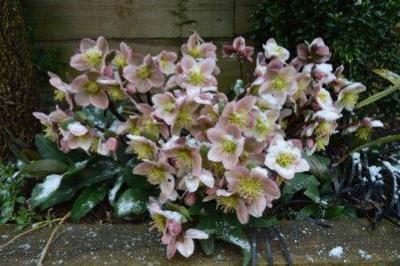 Tuinschilderij hellebores 70x50cm Customize-it - Customize it