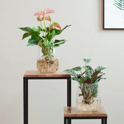 Ctenanthe Burle Marxii en Anthurium met Modena Vaas - Duo DIY