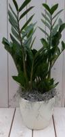 Zamioculcas in creme pot 55 cm Warentuin Natuurlijk - Warentuin natuurlijk - thumbnail
