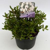 Dwerg rododendron (Rhododendron "Ptarmigan") heester - thumbnail