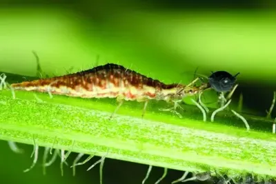 Gaasvlieg tegen bladluis ECOstyle - Ecostyle natuurlijke vijanden Gaasvlieg tegen bladluis ECOstyle - Ecostyle natuurlijke vijanden