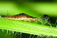 Gaasvlieg tegen bladluis ECOstyle - Ecostyle natuurlijke vijanden - thumbnail