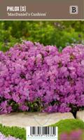 V.I.P.S. Phlox paniculata ''MacDaniels Cushion'' - Phlox (P9) - thumbnail