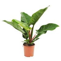 Philodendron Imperial Green - P 19 cm - thumbnail