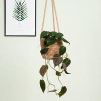 Philodendron Scandens Micans - P 12 (hangplant) - thumbnail