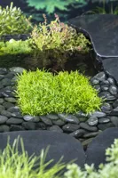 Zuurstofplant Lilaeopsis brasiliensis - thumbnail