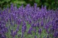 Lavendel - thumbnail