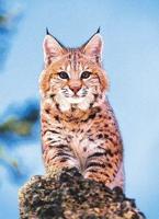 Animal Essences Bobcat (Amerikaanse lynx) 30 Milliliter - thumbnail