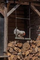 Beeztees kippenschommel grijs 40x5x30cm kip - thumbnail