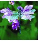 Animal Essences Dragonfly (libelle) 30 Milliliter