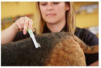 Haarstijl Andis Staal Plastic Hark - thumbnail