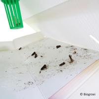 BODEMLIJMPLATEN VOOR DELTAVAL | 4 stuks - thumbnail