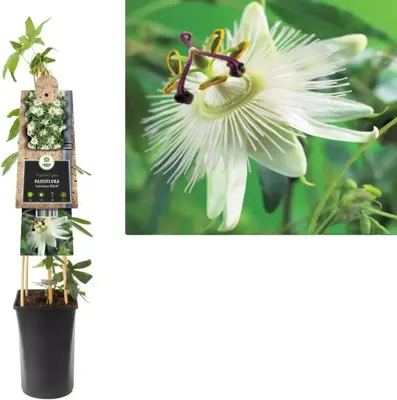 Witte passiebloem (Passiflora caerulea "Constance Elliot") klimplant