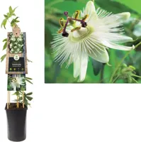 Witte passiebloem (Passiflora caerulea "Constance Elliot") klimplant - thumbnail