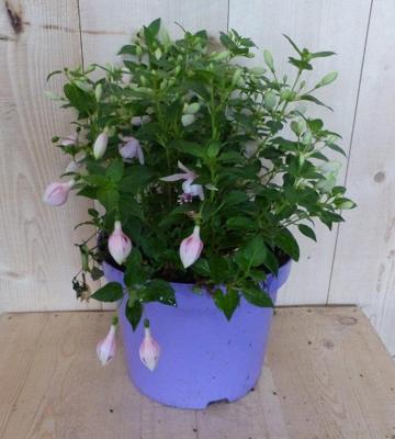 Fuchsia in grote pot licht roze varianten Warentuin Natuurlijk - Warentuin natuurlijk