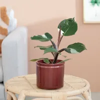 Philodendron White Knight - P12 - thumbnail