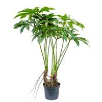 Philodendron fun bun L kamerplant - thumbnail