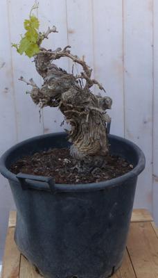 Druif boom dikke stam Vitis Warentuin Natuurlijk - Warentuin natuurlijk Druif boom dikke stam Vitis Warentuin Natuurlijk - Warentuin natuurlijk