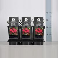 Bodembedekkende trosroos (rosa "Fairy Queen"®) - thumbnail