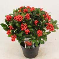 Skimmia (Skimmia Japonica “Temptation” PBR) heester - 30-40 cm (C5) - 8 stuks - thumbnail