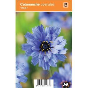 V.I.P.S. Catananche coerulea ''Major'' - blauwe strobloem p9