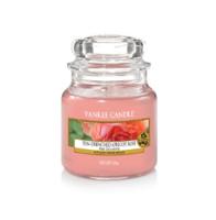 Yankee Candle Sun-Drenched Apricot Rose kaars Rond Roze, Transparant Abrikoos, Roze 1 stuk(s) - thumbnail