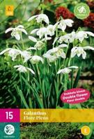 Galanthus flore pleno 15 bollen - thumbnail