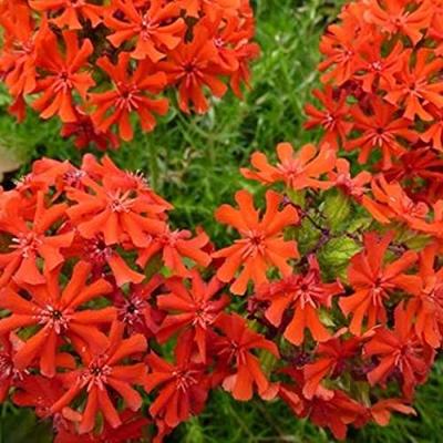 Scharlakenrood bloemzaden – Brandende liefde