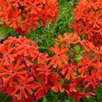 Scharlakenrood bloemzaden – Brandende liefde - thumbnail