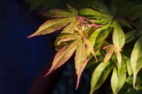 Japanse esdoorn - thumbnail